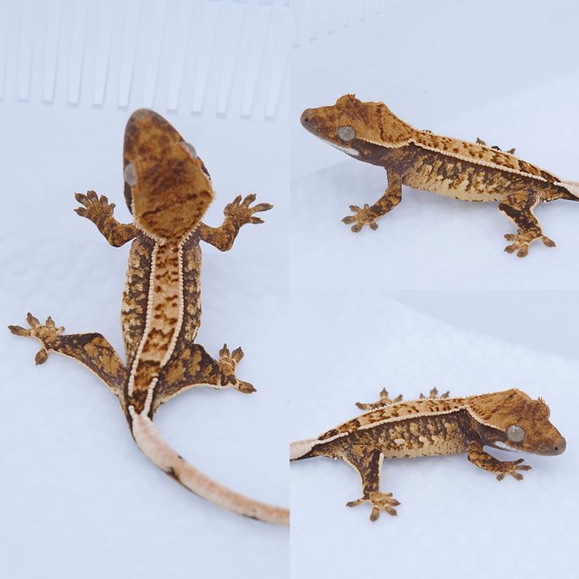 노멀 트라이 핀스트라이프 쿼드