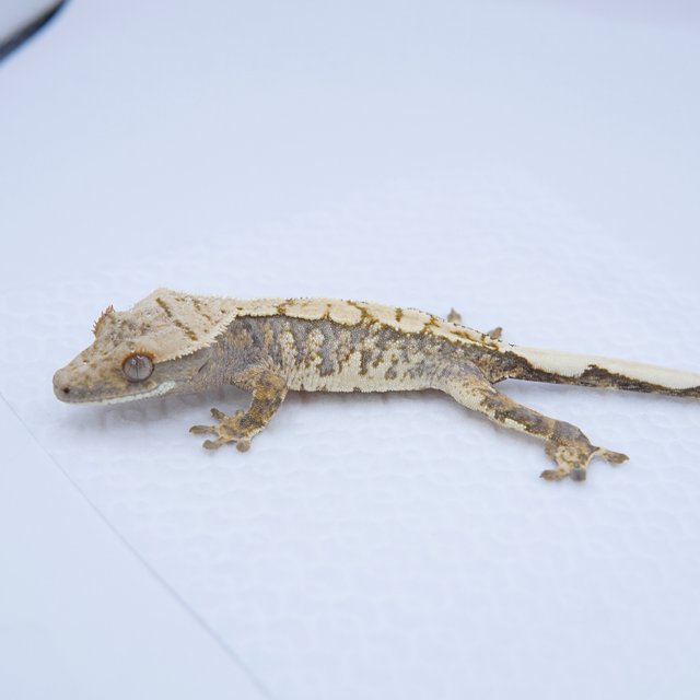 노멀 트라이 익스트림할리퀸 화이트스팟