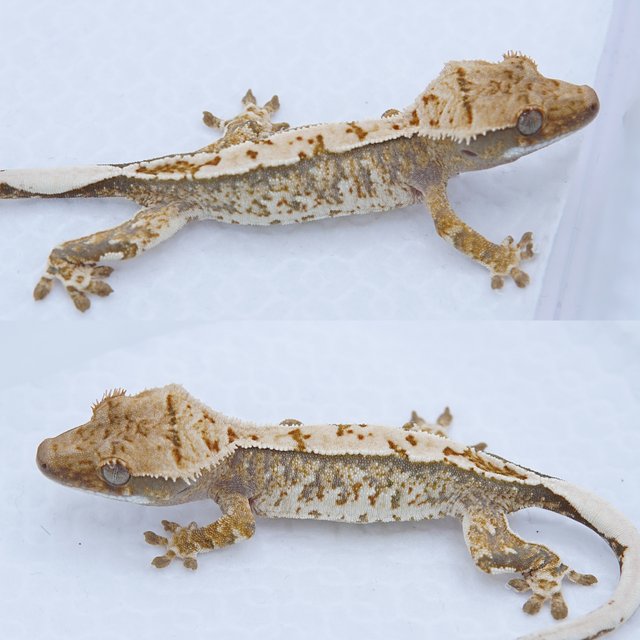 노멀 트라이 화이트스팟