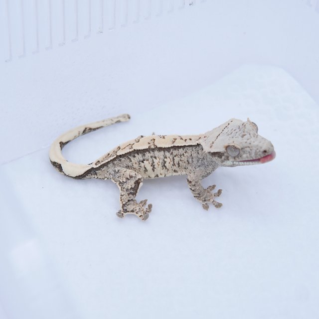 노멀 트라이 드리피 화이트스팟