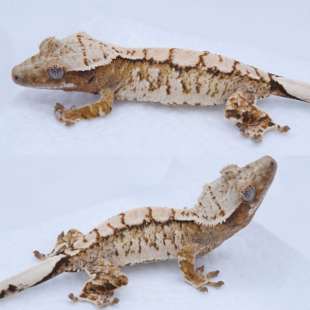 노멀 트라이 익스트림할리퀸 화이트스팟 텐저린