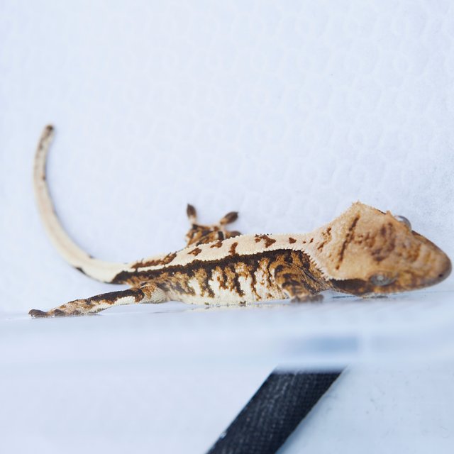 노멀 텐저린 트라이 화이트스팟