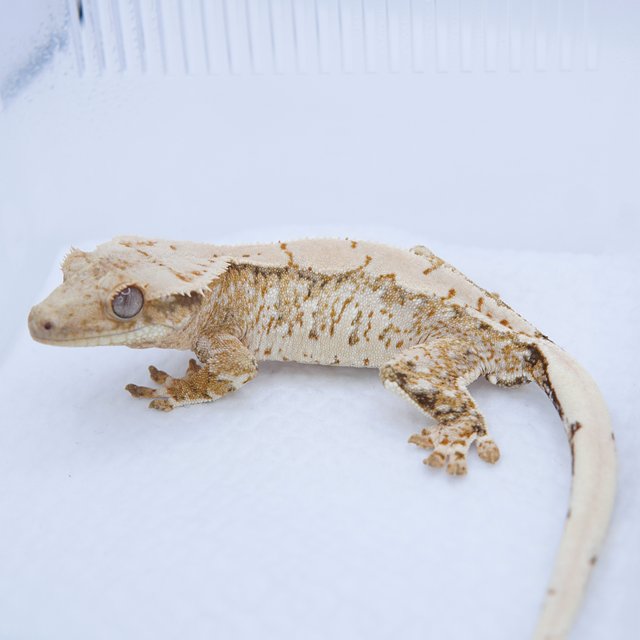 노멀 텐저린 트라이 화이트스팟