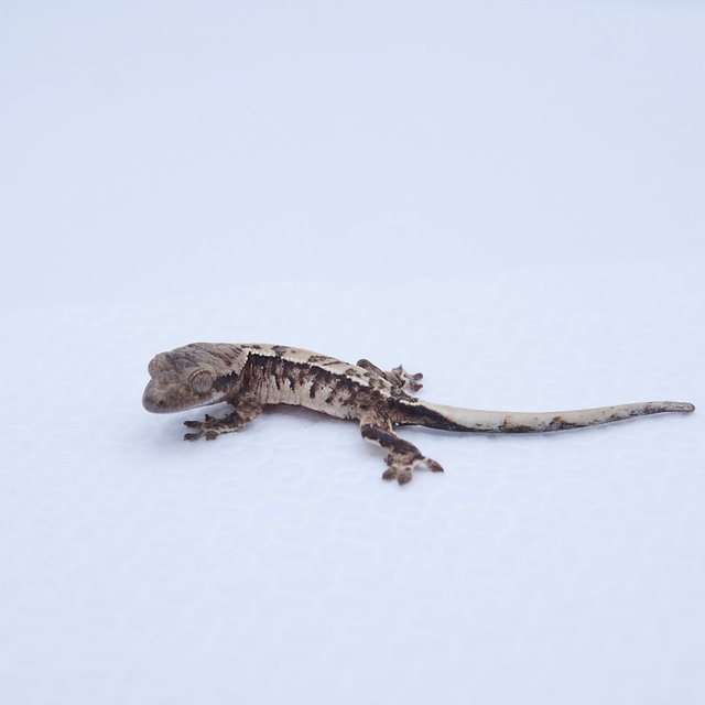 노멀 트라이 화이트스팟