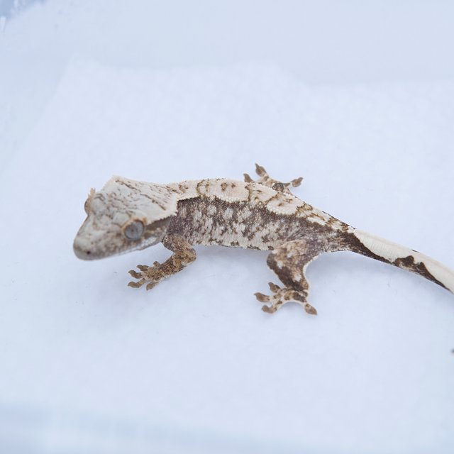 노멀 트라이 화이트스팟