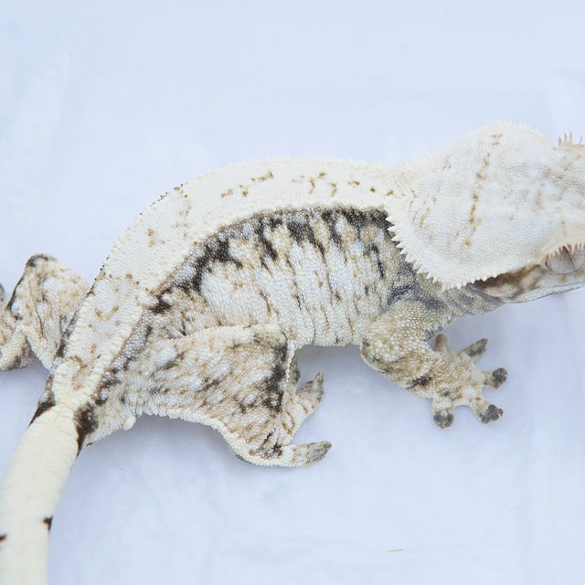 노멀 트라이 드리피 화이트스팟