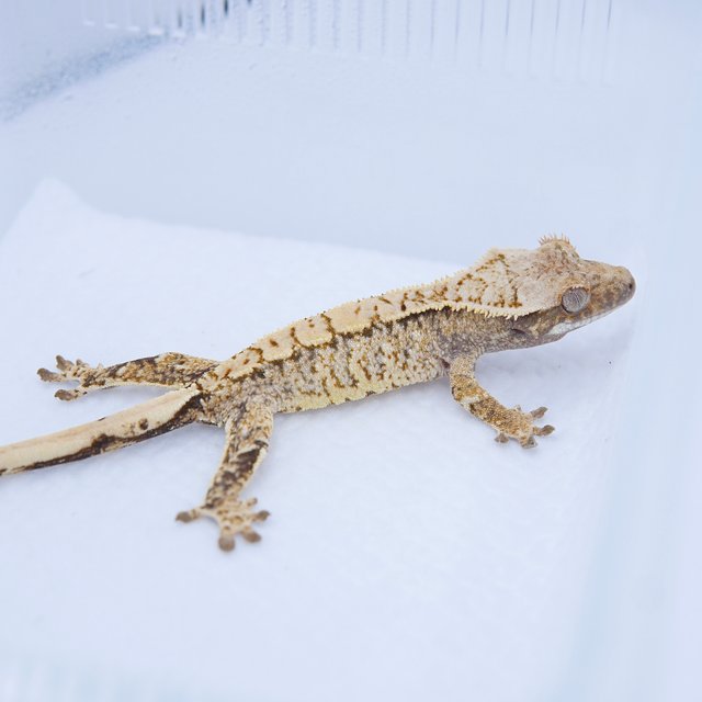 노멀 트라이 화이트스팟