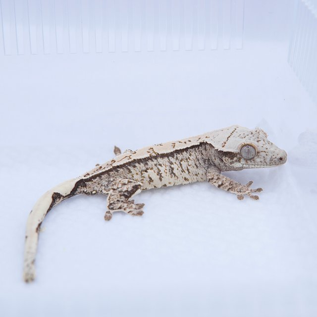 노멀 트라이 드리피 화이트스팟