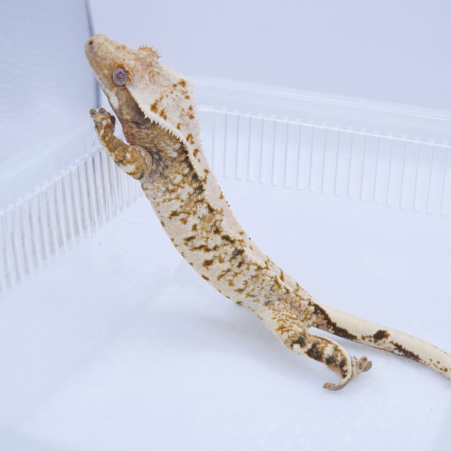 노멀 텐저린 트라이 화이트스팟