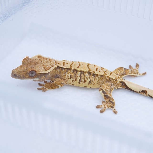 노멀 트라이 화이트스팟