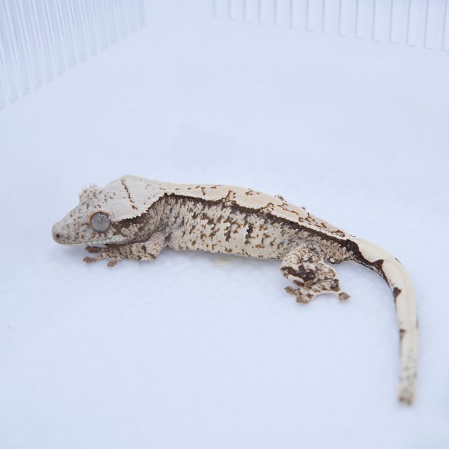 노멀 트라이 드리피 화이트스팟