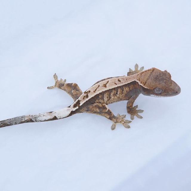 세이블 트라이 화이트스팟