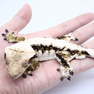 레이지블랑