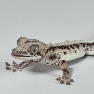 26B145