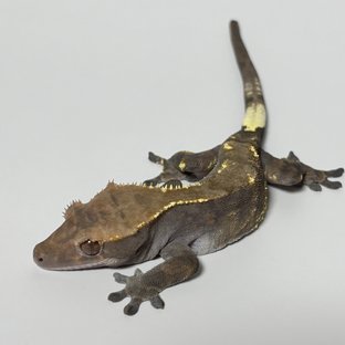 카푸치노 트라이 할로윈 RCK