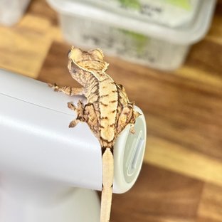 트라이 익스트림할리퀸 화이트스팟