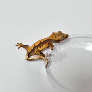 트라이 플레임 옐로우