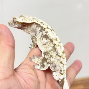 25D25