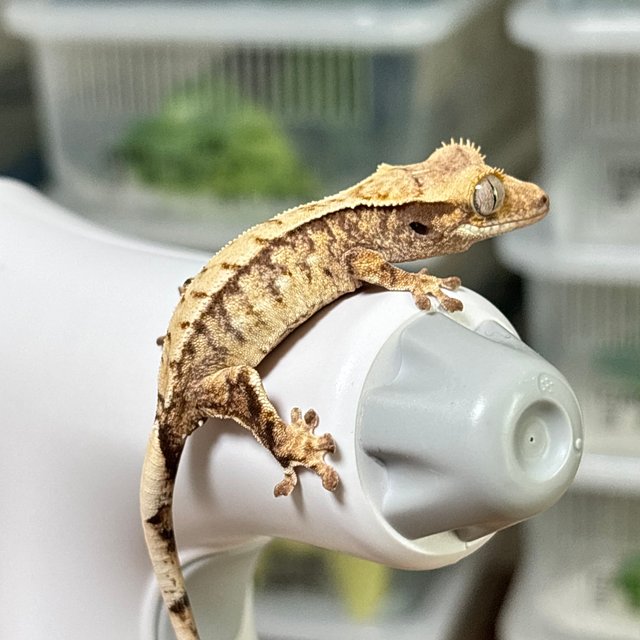 트라이 익스트림할리퀸 화이트스팟