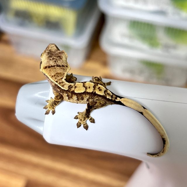 트라이 익스트림할리퀸 화이트스팟