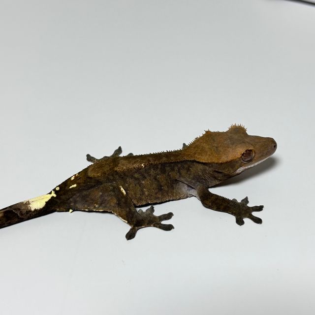 다크 팬텀 카푸치노