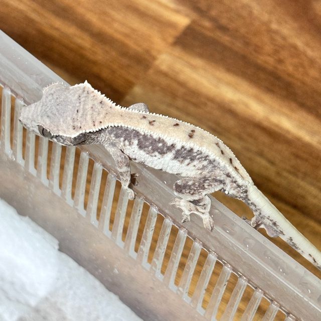 프라푸치노 화이트스팟