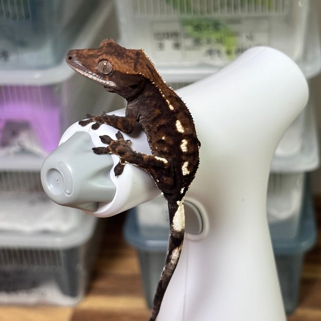 트라이 카푸치노 RCK