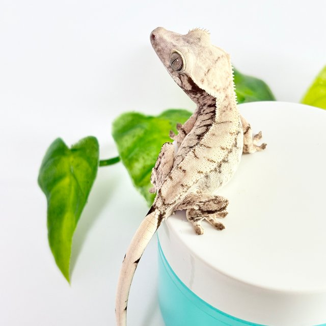 노멀 화이트스팟 화이트