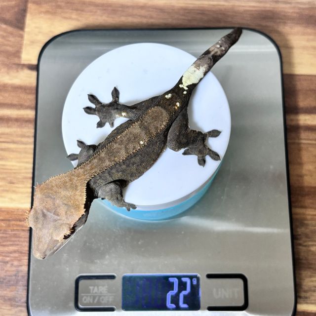 다크 팬텀 카푸치노