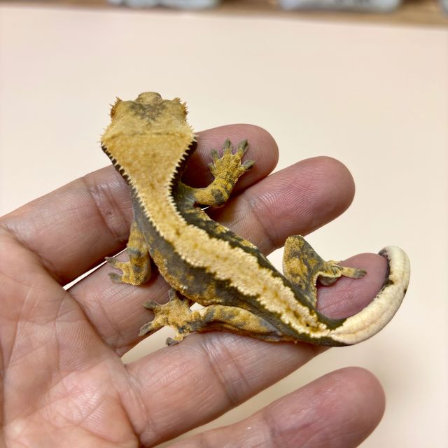트라이 익스트림할리퀸