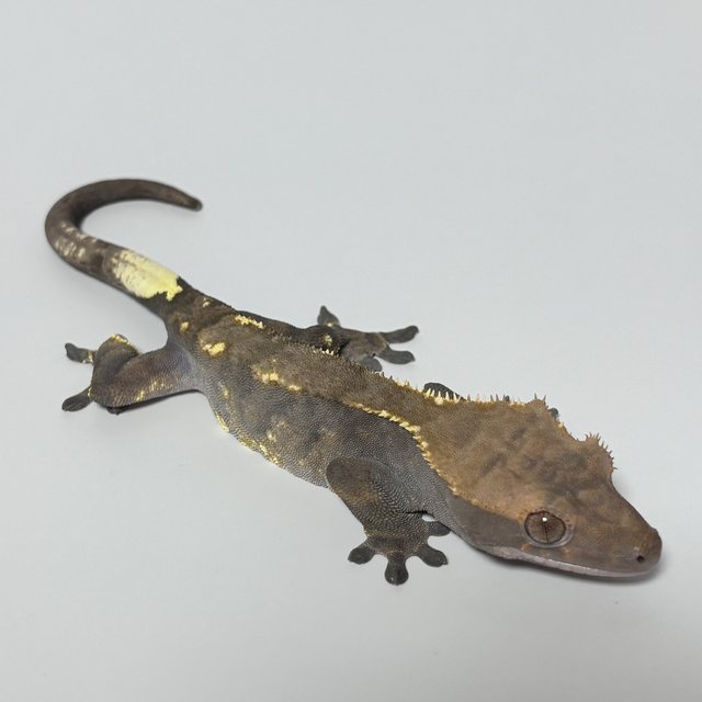 카푸치노 트라이 할로윈 RCK