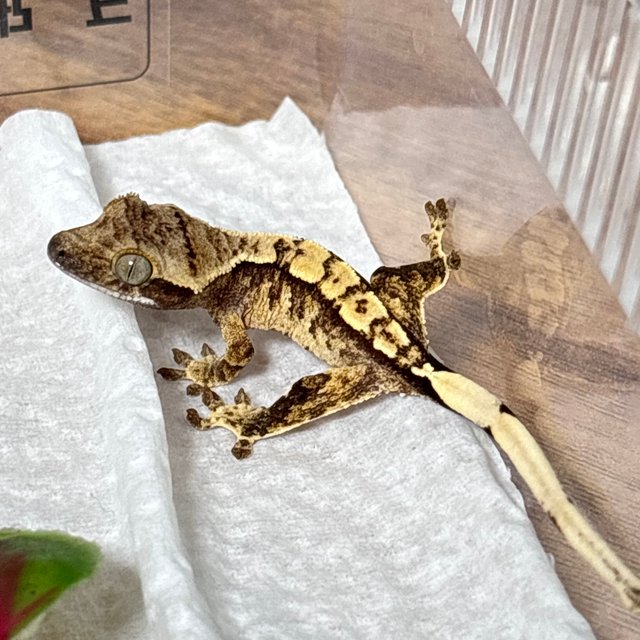 트라이 익스트림할리퀸 화이트스팟