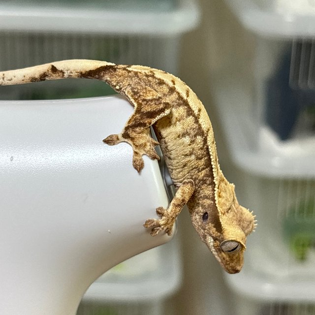 트라이 익스트림할리퀸 화이트스팟