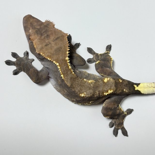 카푸치노 트라이 할로윈 RCK