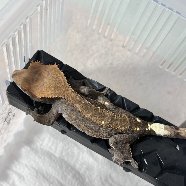 다크 팬텀 카푸치노