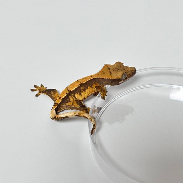 트라이 플레임 옐로우