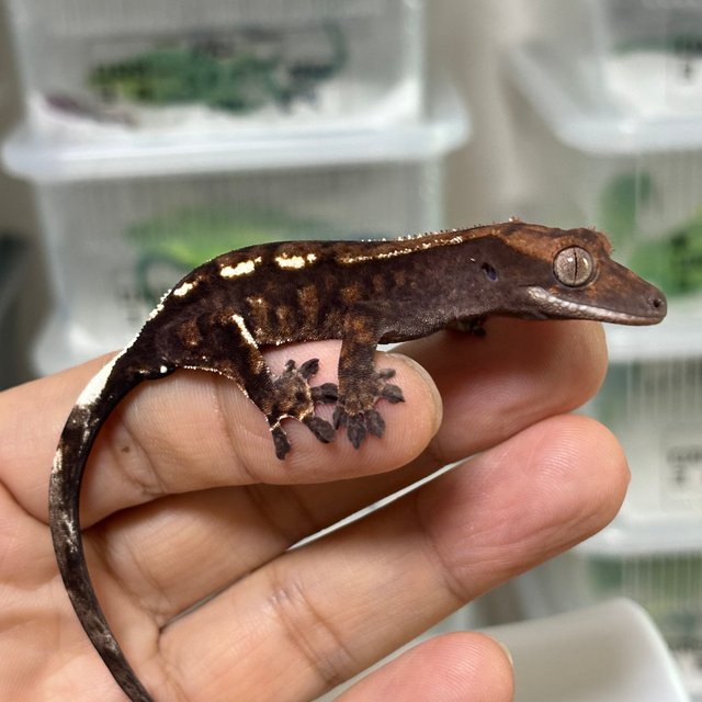 트라이 카푸치노 RCK