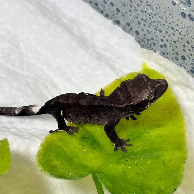 아잔틱