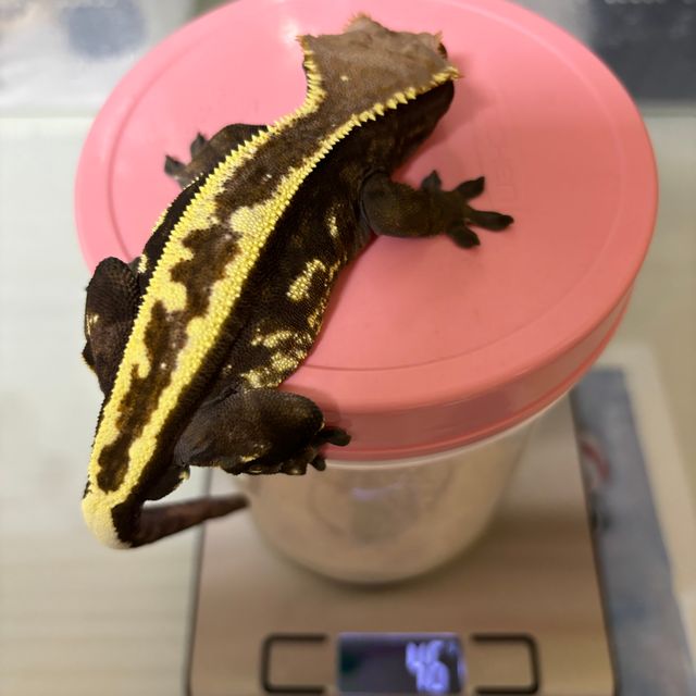 카푸치노 에밀리