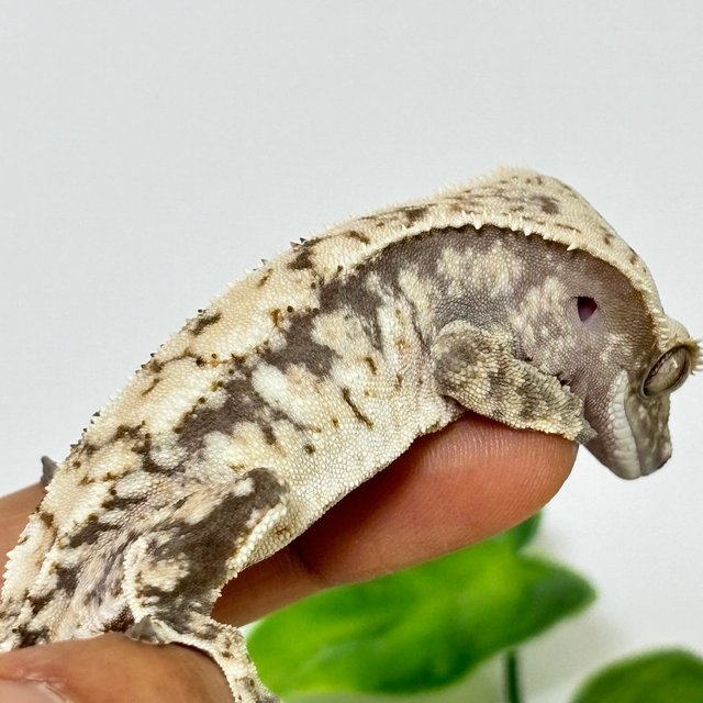 트라이 노멀 화이트스팟