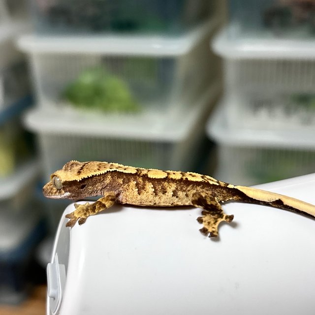 트라이 익스트림할리퀸 화이트스팟