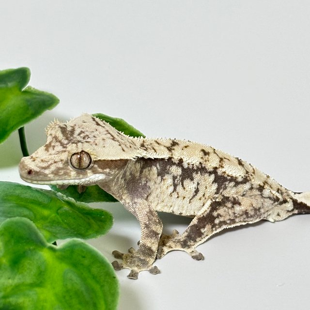 트라이 노멀 화이트스팟