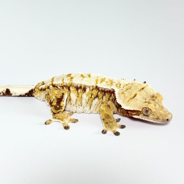 트라이 드리피 화이트스팟