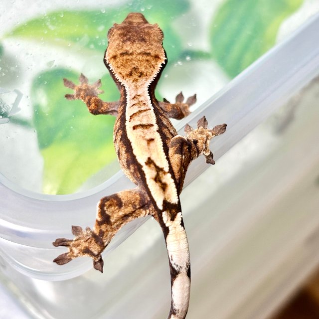 세이블 트라이 화이트스팟