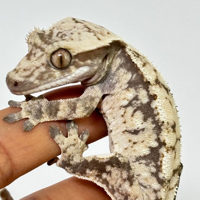 트라이 노멀 화이트스팟