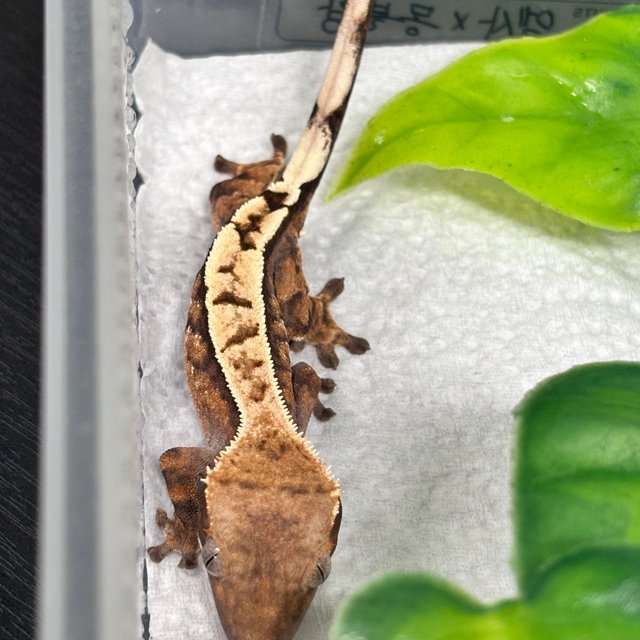 세이블 트라이 화이트스팟