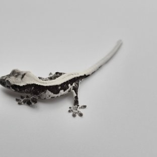 릴잔틱 풀핀 솔리드백 쿼드