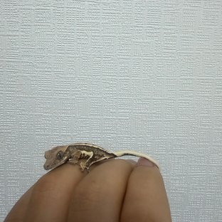 릴리100%헷아잔틱