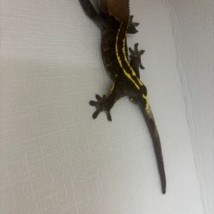 카푸치노