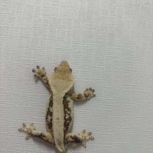 릴리100%헷아잔틱